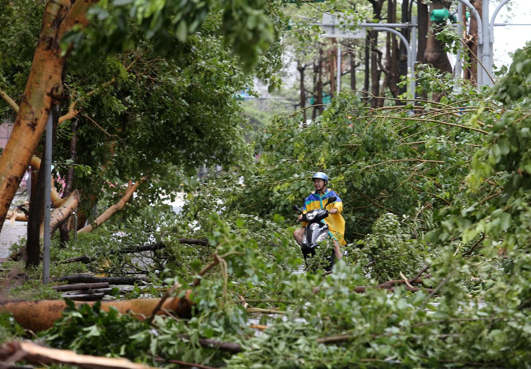 2015年蘇迪勒颱風吹倒台北市民生東路四段上多棵大樹，造成交通中斷，一名機車騎士...