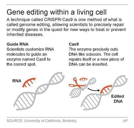 CRISPR-Cas9編輯方法圖示。(美聯社) 向曉倩