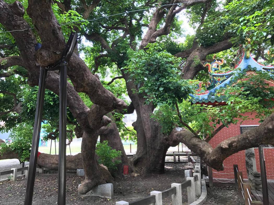 台中市西區有棵超過千年的茄苳樹，樹冠廣大完整，不過樹頭被埋在地底約2公尺，市府將...