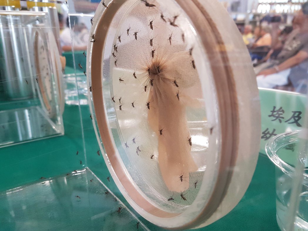 國家蚊媒中心培育蚊子以了解習性。記者修瑞瑩／攝影