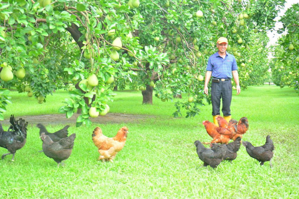台南市麻豆柚農在文旦園種草養雞，好處多多。記者吳淑玲／攝影