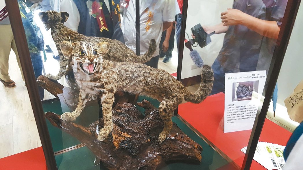 遭路殺的石虎製成標本後，在苗栗縣生態保育教育中心陳列展示。 記者胡蓬生／攝影