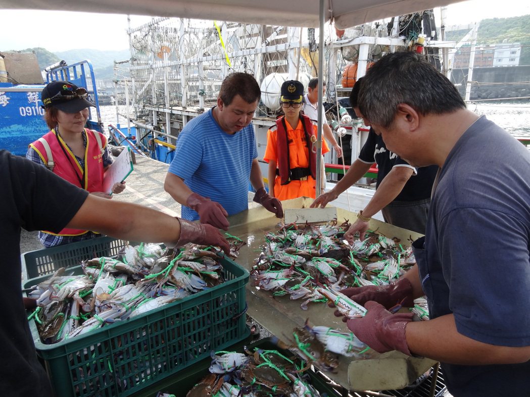 萬里蟹即將進入盛產期，漁業處呼籲禁止捕撈抱卵母蟹。 圖／新北市漁業處提供