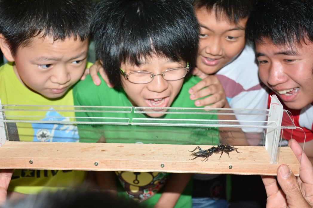 台南新化豐榮社區鬥蟋蟀，小朋友也非常喜歡。記者吳淑玲／攝影