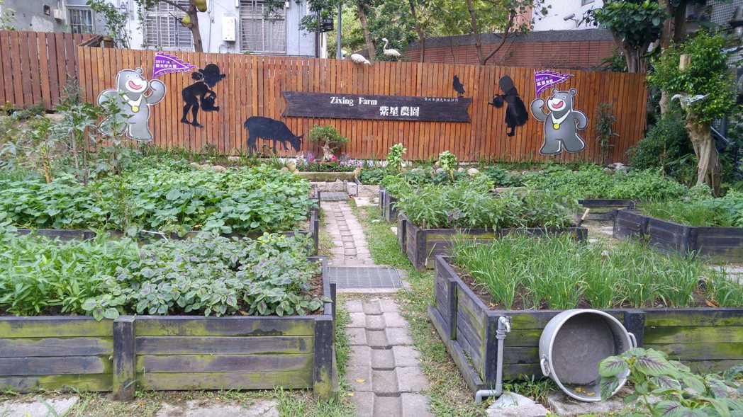 內湖區紫星農園將廢棄荒地闢建為菜圃。 記者莊琇閔／攝影