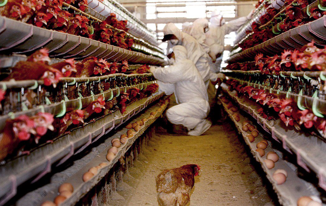 過去南韓的全體雞蛋品質檢驗，只集中在抗生素殘留上，對殺蟲劑含量的確認，則只以採樣...