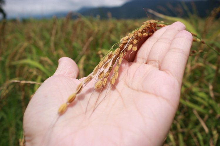 台灣原生種紅米保留古老生物特徵，稻芒長、香氣濃。圖／顧瑋提供