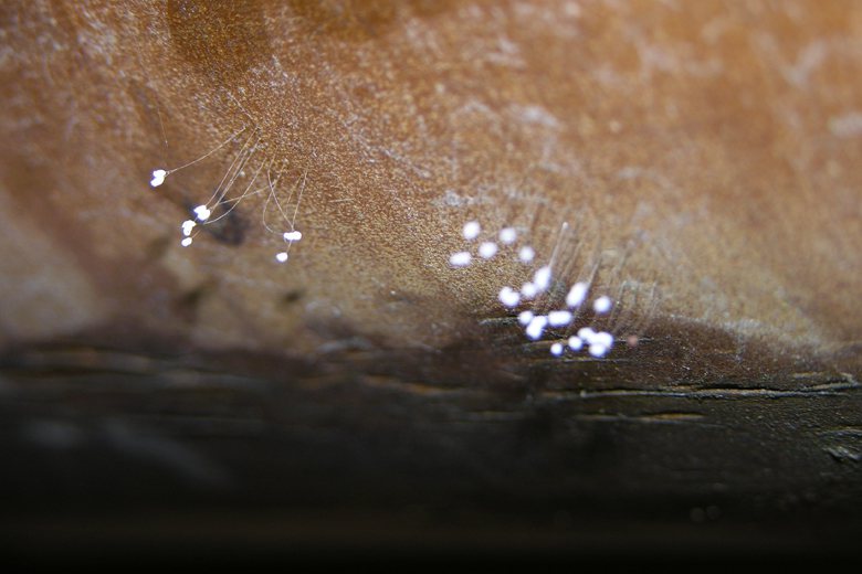 草螟幼蟲蚜獅具有很強的攻擊狩獵能力，而卵上有卵絲可能是為了避免剛孵出的蚜獅攻擊其他還在卵中的兄弟姊妹。 圖／聯合報系資料照