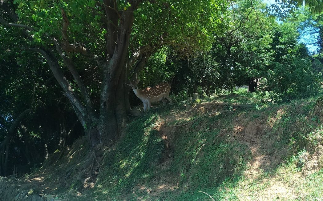 大坵以野放的梅花鹿著名，吸引遊客前來觀光。 記者楊德宜／攝影