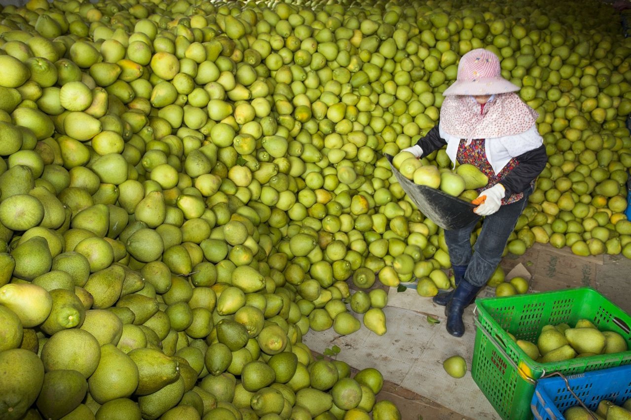 花蓮縣生產文旦柚正值產季，消費者若想馬上品嚐柚子，可選淡黃色的果皮，若想慢慢享用，則可選黃綠色的果皮，並置於通風陰涼處，可保存一至二個月。<br />中央社