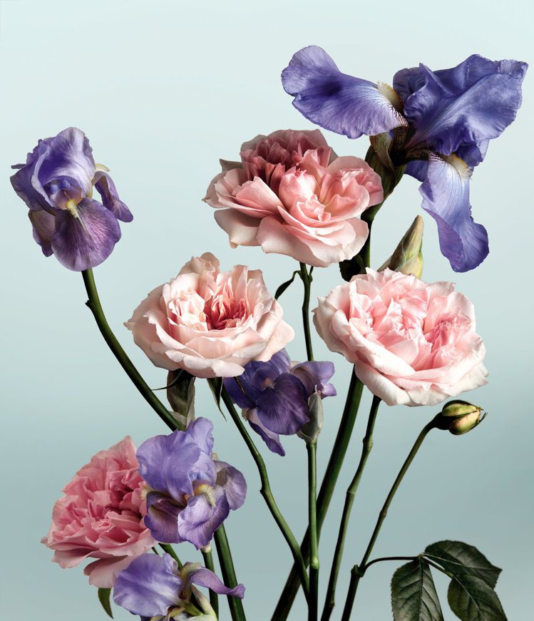 五月玫瑰花蠟與香根鳶尾萃取是香奈兒時尚玉手霜的主要成分。圖／香奈兒提供