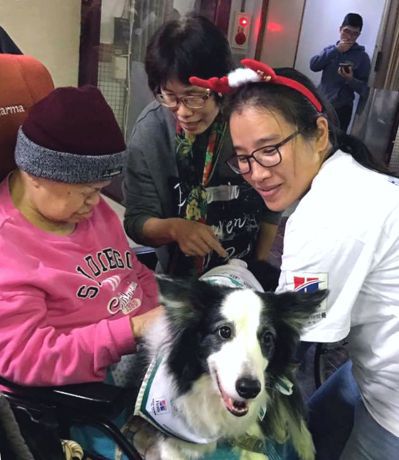 台灣狗醫生協會推動動物輔助治療多年，訓練許多治療犬。 圖／台灣狗醫生協會提供