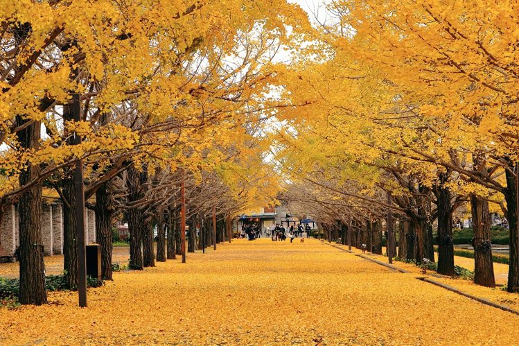 漫步澄黃銀杏大道下，感受日本濃濃的秋日氣息。圖／KAYAK提供