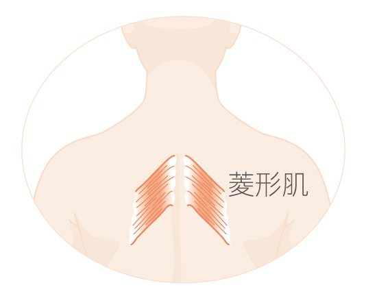 舒展圓肩，放鬆僵硬的背部肌肉（菱形肌）。