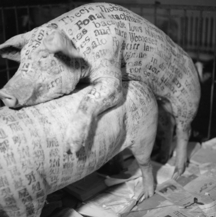在展出的現場，藝術家徐冰在公豬身上印了英文，在母豬身上印了中文書法，接著對豬注射過催情劑後，當眾交配。 圖／取自Busan Biennale