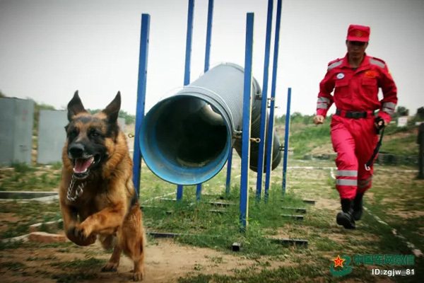 大陸搜救犬隊訓練情況。 圖／摘自中國軍網