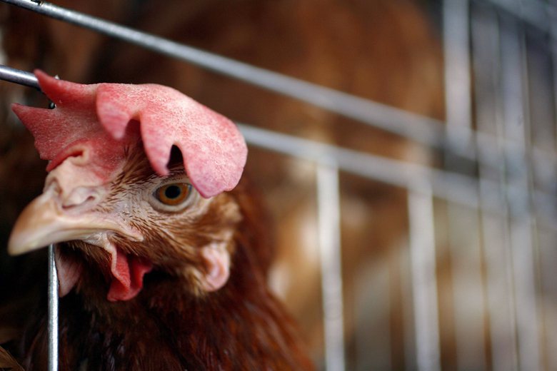 2012年1月，歐盟早在1999年就制訂的禁止格子籠養雞政策，終於達成目標，台灣也不缺對格子籠雞投注心力的公民。 圖／路透社
