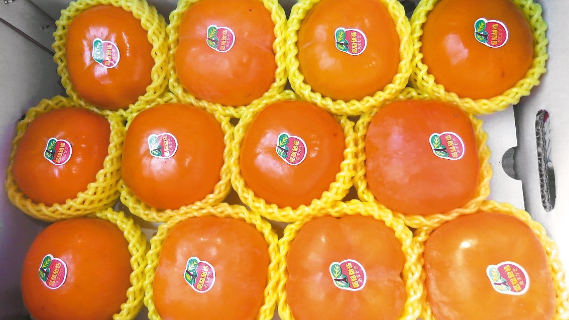 苗栗縣泰安鄉的甜柿，果實甜度高、脆度足。