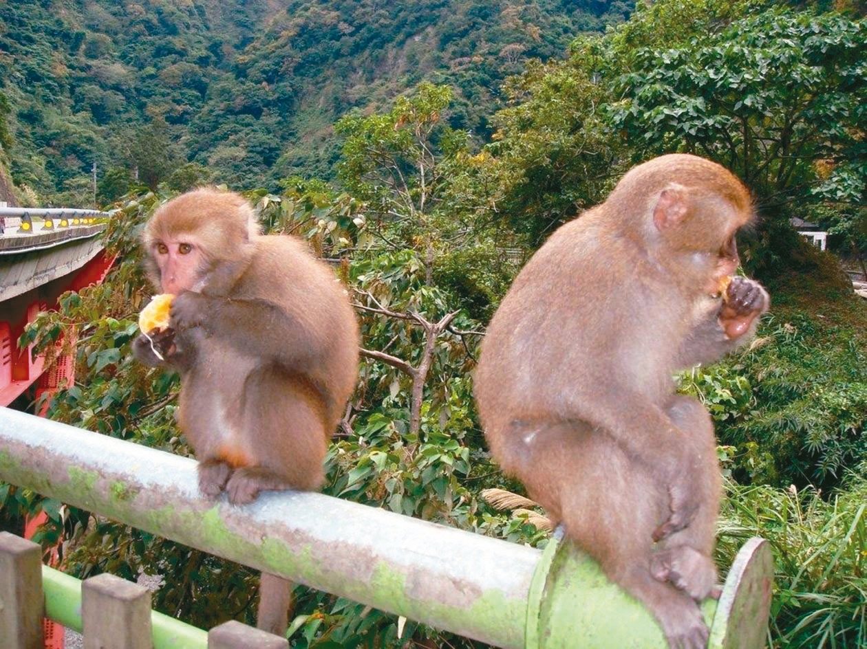 台灣獼猴保育有成，但猴子掠食農作物，侵害山區農民生計。 圖／報系資料照片