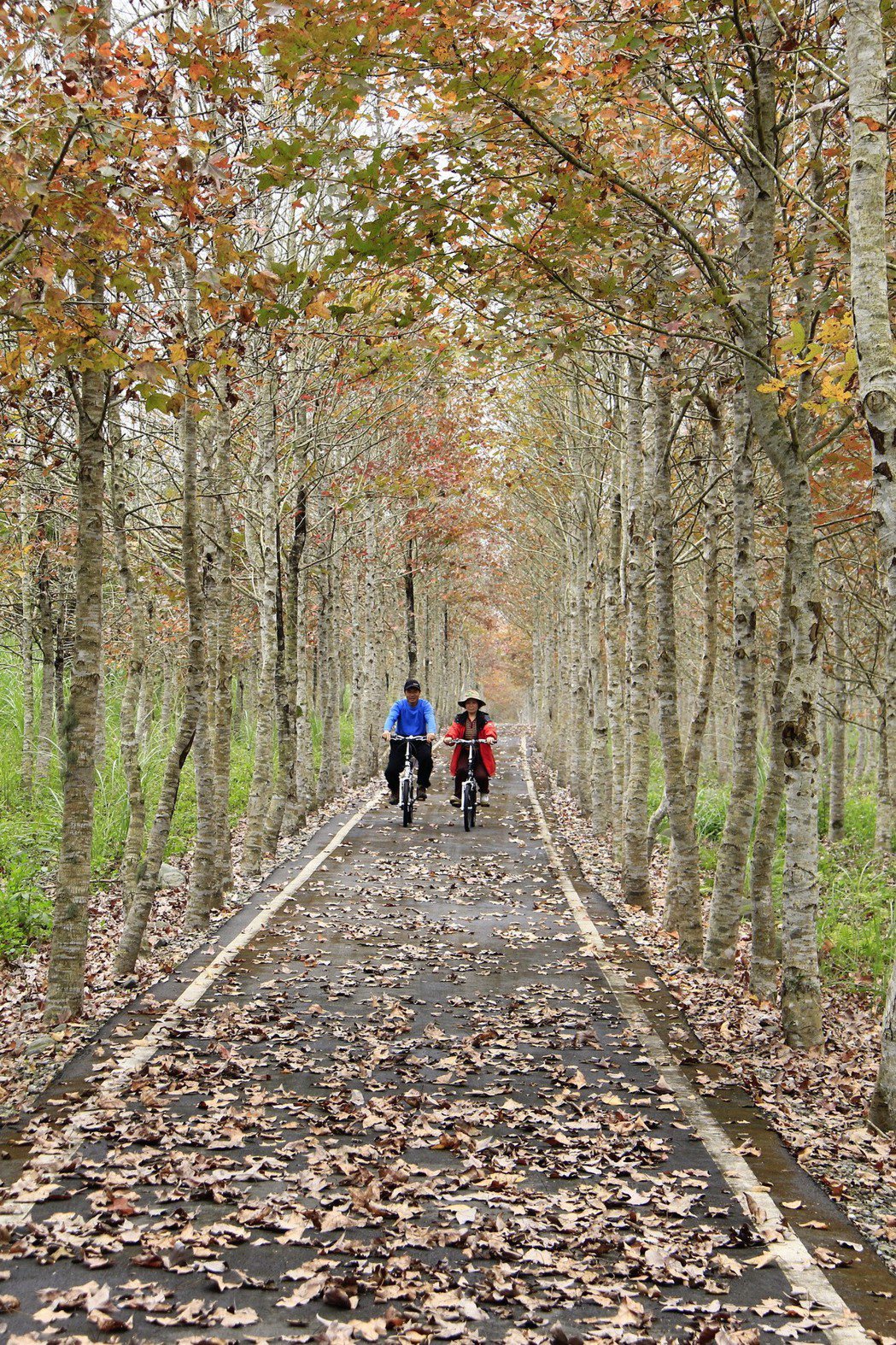 大農大富平地森林園區森林楓香自行車道。 林務局／提供