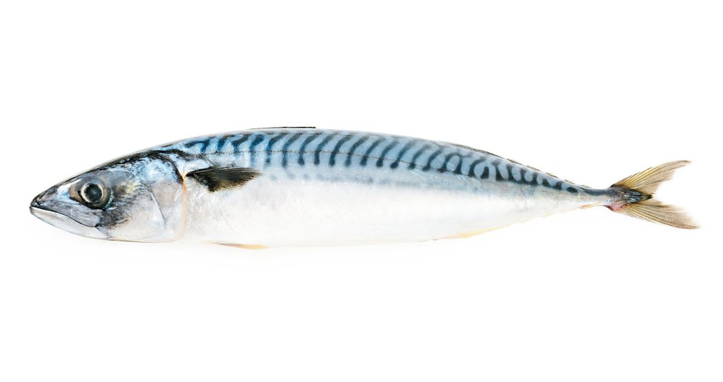 用手從魚尾處水平提起，魚體出現「ㄇ」字形的彎度時，魚貨可能不新鮮。 圖／元氣周報