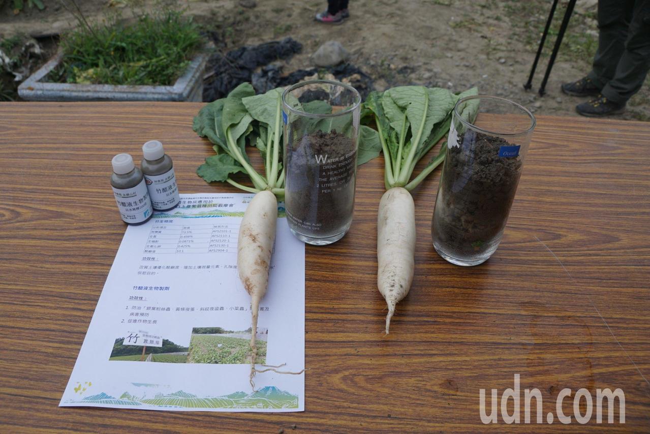 竹炭改良土質後種出來的蘿蔔(右）。記者徐白櫻／攝影