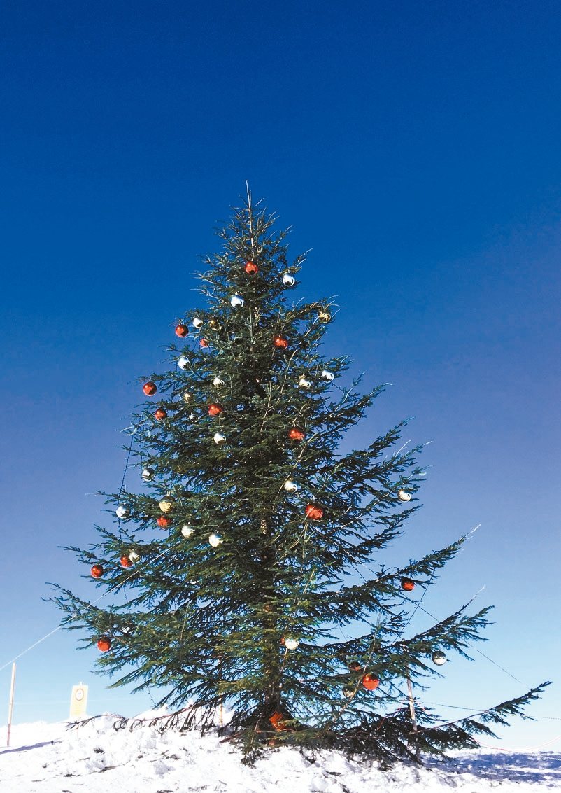 少女峰山上的耶誕樹是遊客必拍的浪漫地標。 記者許晉榮／攝影