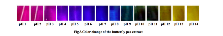 蝶豆花水萃取物在不同pH值下的顏色變化。 圖片提供／食力（來源：Saptarni...