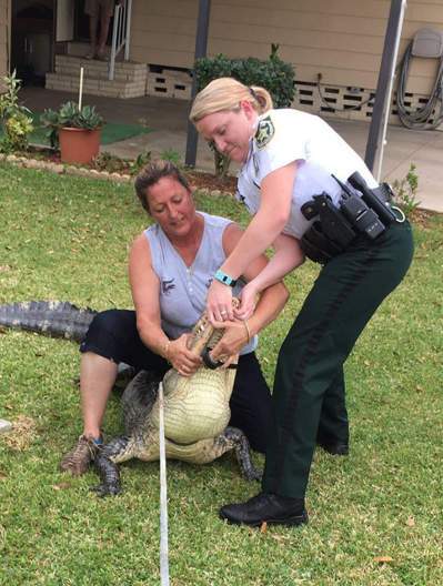 茱莉．哈特爾（左）是目前唯一一位擁有佛州捕鱷執照的女性，還自封「捕鱷夫人」。 圖...
