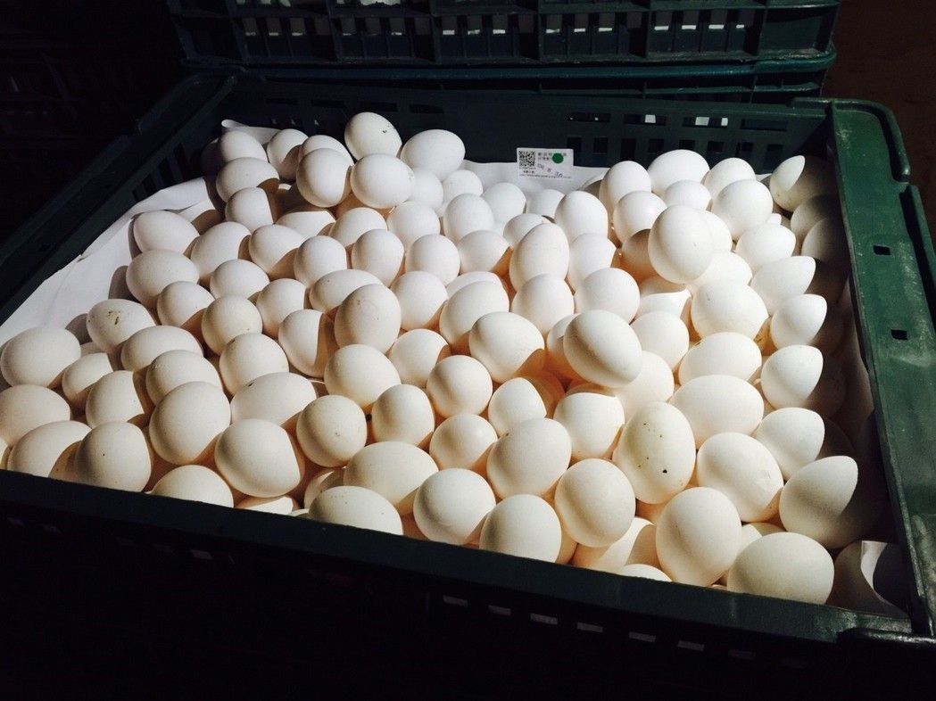 芬普尼屬於農藥，不得使用於雞蛋中，食藥署今公布雞蛋限量值為0.01ppm，並於2天後上路。 