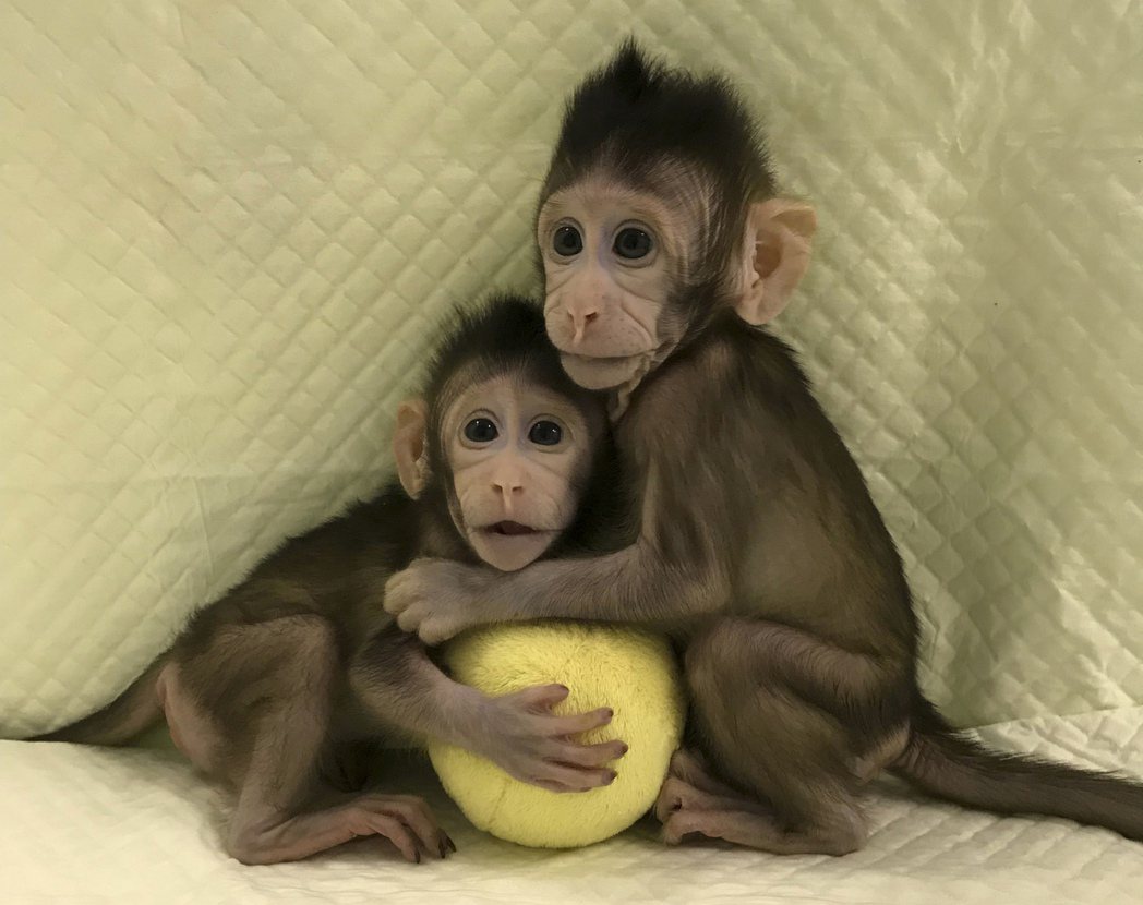 中國大陸科學家成功利用桃莉羊複雜的複製技術，創造出兩隻複製猴「中中」和「華華」。...