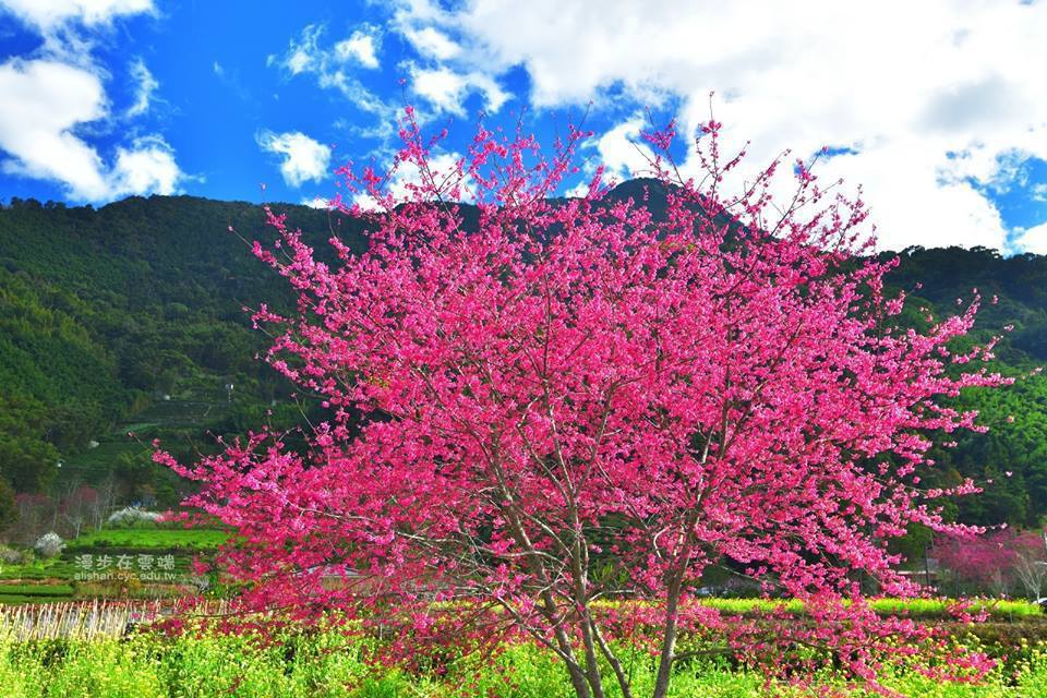 草坪頭油菜花田旁的緋寒櫻已盛開。圖／漫步在雲端的阿里山授權使用