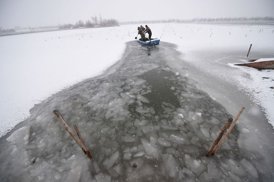 中國大陸冬季溫度降至零下11度是常事，養殖池上常常是一層厚冰，但冰層封凍，卻可讓...
