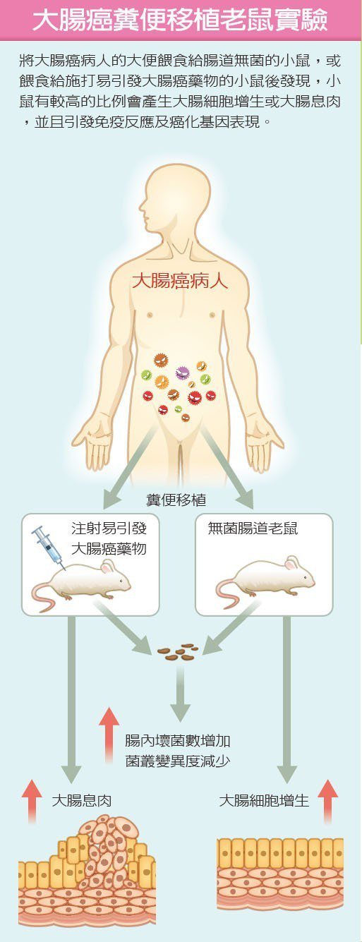 大腸癌糞便移植老鼠實驗