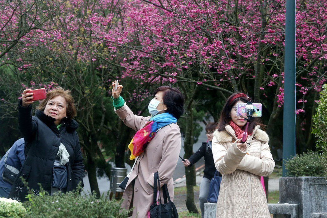 陽明山花季開始了，山區偶爾仍是霧雨的天氣，許多遊客撐著傘前來賞花，一群遊客在盛開的櫻花前自拍。 記者邱德祥／攝影