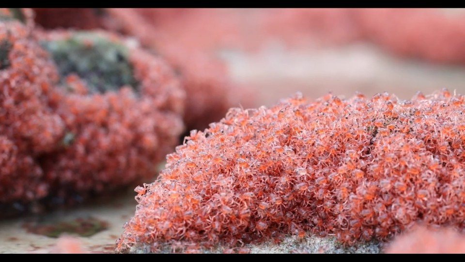 澳洲聖誕島進入紅蟹遷徙季節，成千上萬隻小紅蟹將從海邊朝內陸雨林進軍。路透