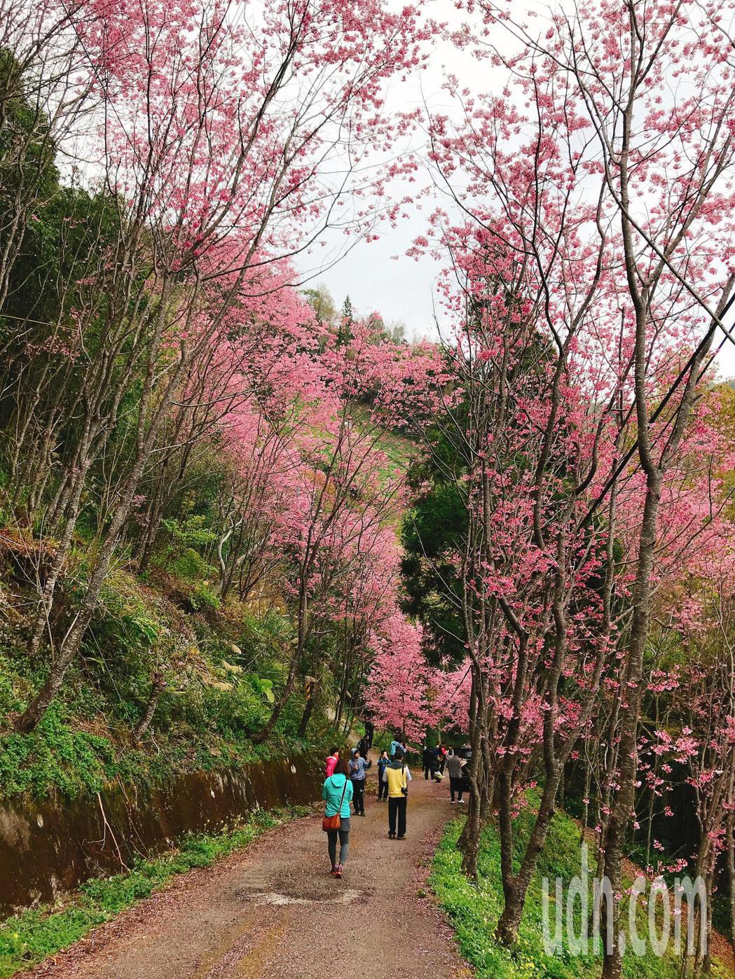桃園市復興區巴陵櫻木花道櫻花綻放，花期將延續1至2週，遊客在3月初仍可前往賞花。...