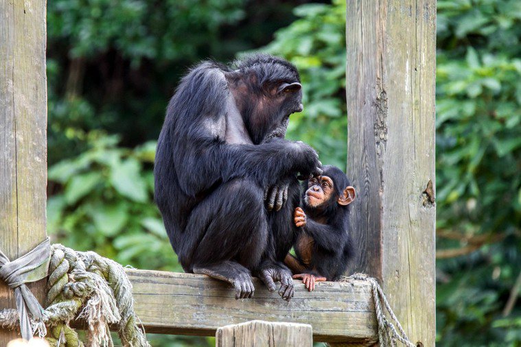 黑猩猩。圖／台北市立動物園提供