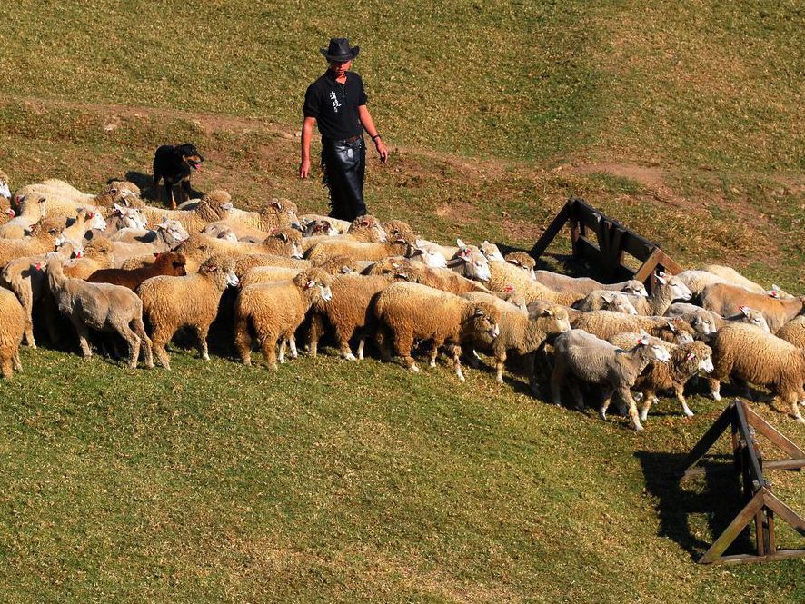 清境農場青青草原牧羊人、牧羊犬進行綿羊秀表演。 圖／聯合報系資料照片