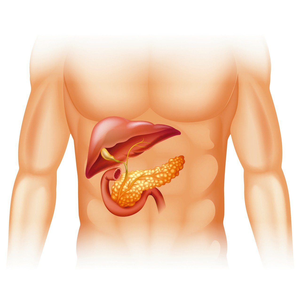 沉默的器官─胰臟深居在上腹後背脊柱的前方。<br />圖╱RF123