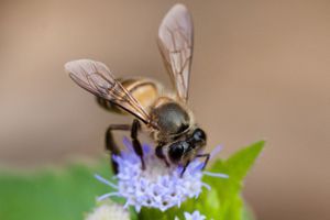 王庭碩／城市養蜂，是為幫助蜜蜂還是滿足自己？