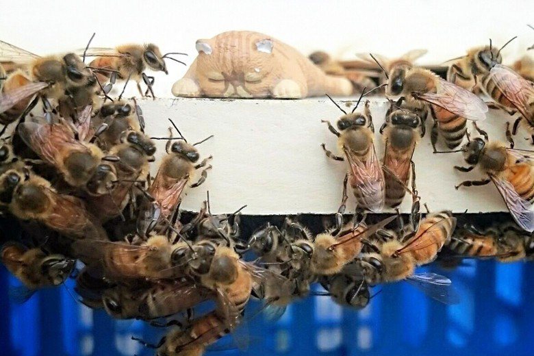民眾對市面上流竄的假蜜不再信任，覺得自家養的蜜蜂才能確保收成真蜜。 圖／作者自攝