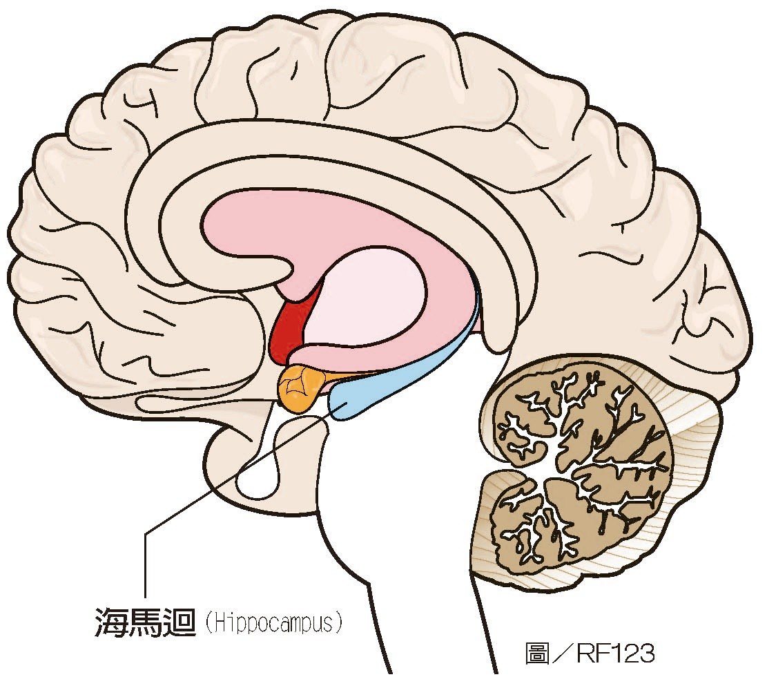 海馬迴是人類及脊椎動物腦中的重要部分。目前在有海馬迴的動物身上發
現的海馬迴皆成對出現，分別位於左右腦半球。它是組成大腦邊緣系統的
一部分，位於大腦皮質下方，擔當關於短期記憶、長期記憶，以及空間定
位的作用。靈長類的海馬迴位於內側顳葉，名稱源自於這個部位的彎曲形
狀貌似海馬。