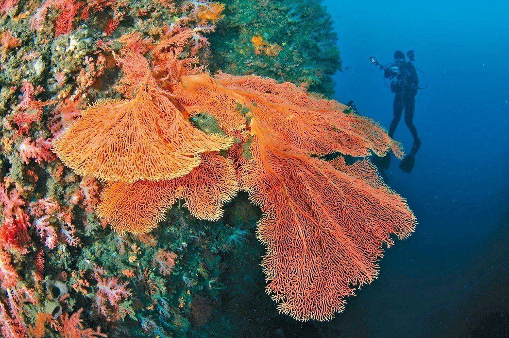 象鼻岩外海有很多珍貴的珊瑚礁，圖為潛水教練王銘祥拍到的珍貴大海扇。 圖／王銘祥提供