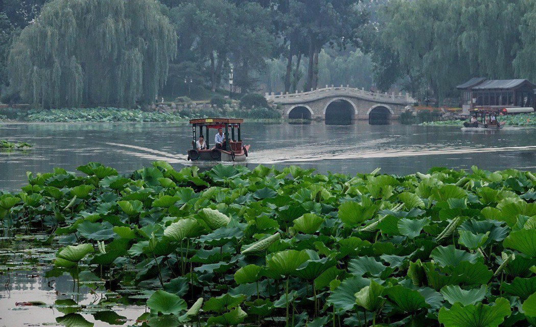 北京圓明園遺址公園400多個品種1000多畝的荷花，去年夏天進入開放期，吸引市民...