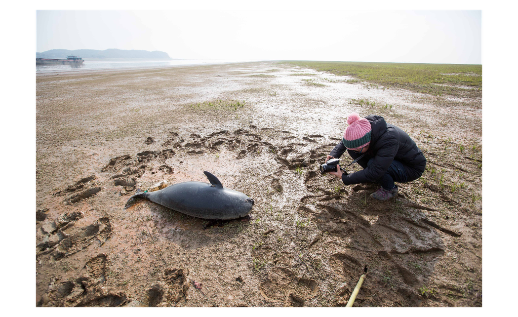 長江江豚只剩下約莫1000頭左右，中國大陸長江流域以及保育單位展開一波波搶救大作...