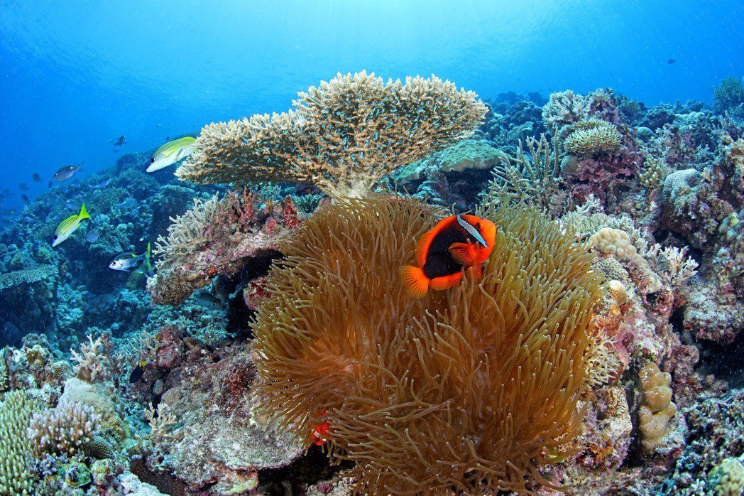 白條雙鋸魚（紅小丑）、海葵與軸孔珊瑚。 圖／漁業署提供