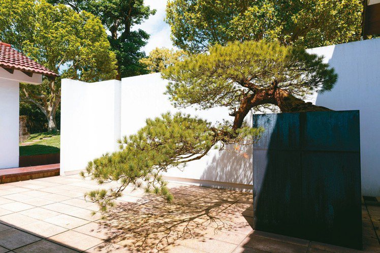 陳泰銘的生活品味延伸到一草一木。五葉松盆景就立在入門處。 攝影／陳立凱
