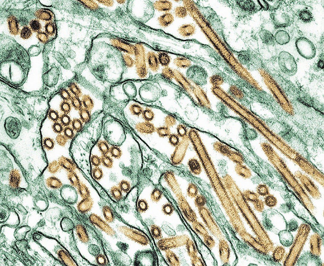 病毒和細菌一樣都會變異，圖為H5N1禽流感病毒 （黃色部分）。路透資料照