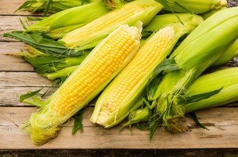 食安問題再現！國產玉米混基改玉米。圖／本報資料照片